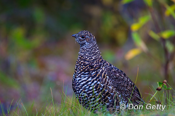 Spruce Grouse