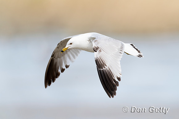 Ring-billed Gull