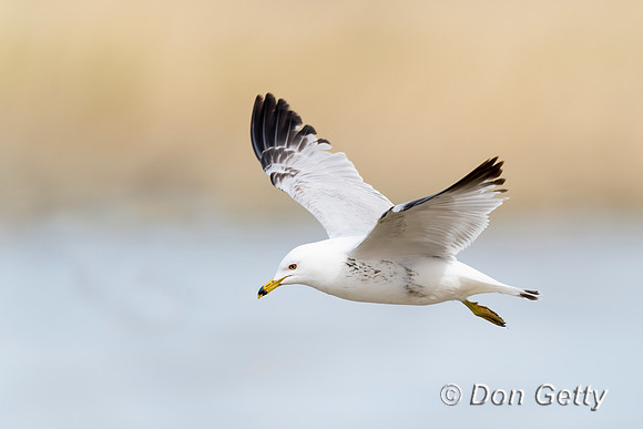 Ring-billed Gull