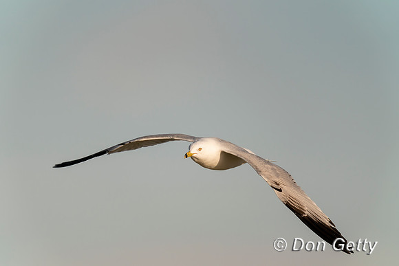 Ring-billed Gull