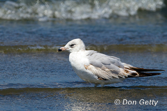 Ring-billed Gull