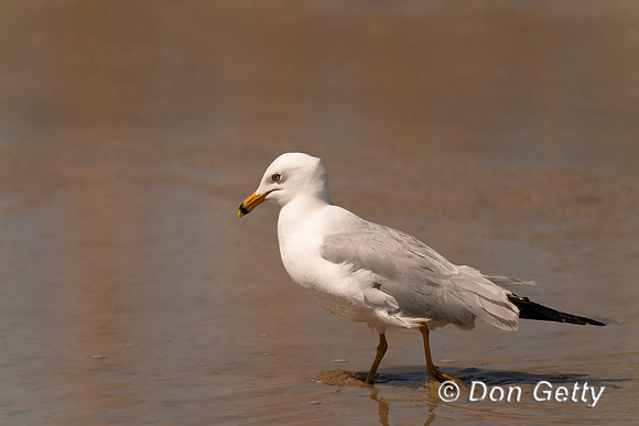 Ring-billed Gull