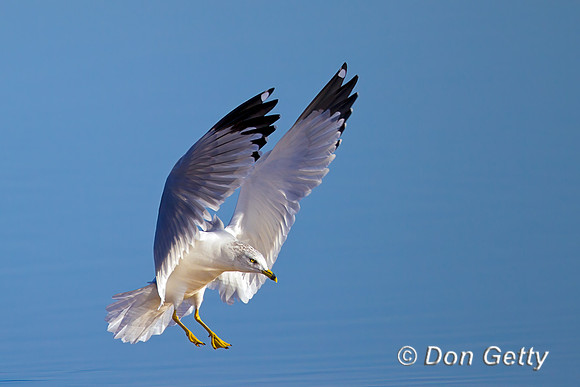 Ring-billed Gull
