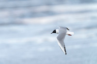Bonaparte's Gull