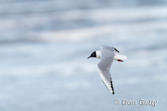 Bonaparte's Gull