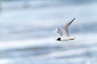 Bonaparte's Gull