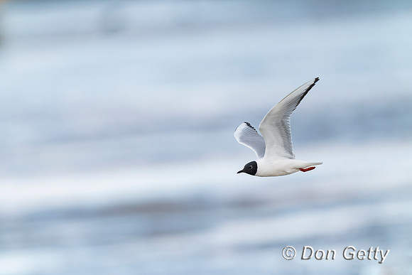 Bonaparte's Gull