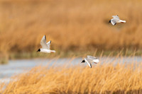 Bonaparte's Gull