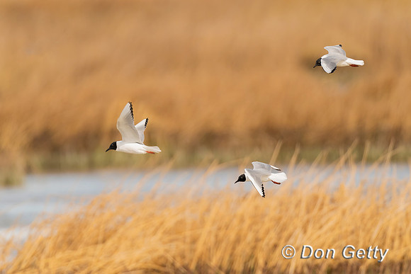 Bonaparte's Gull