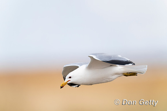 California Gull