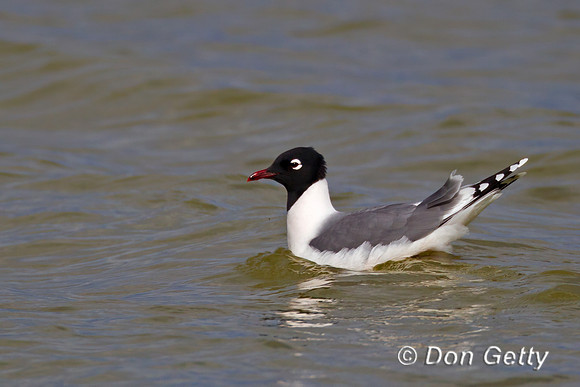 Franklin's Gull