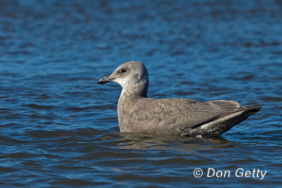Glaucous-winged Gull