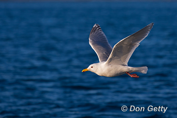 Glaucous-winged Gull