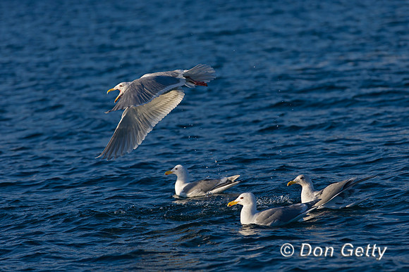 Glaucous-winged Gull