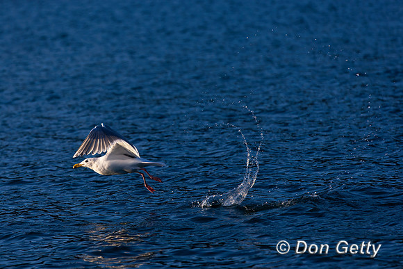 Glaucous-winged Gull