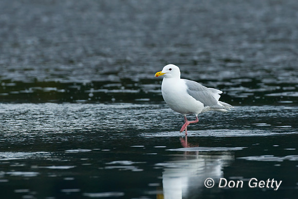 Glaucous-winged Gull