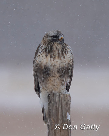 Hawk Rough-legged