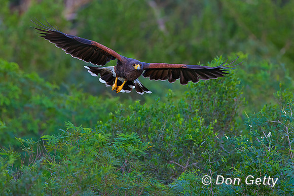 Harris Hawk