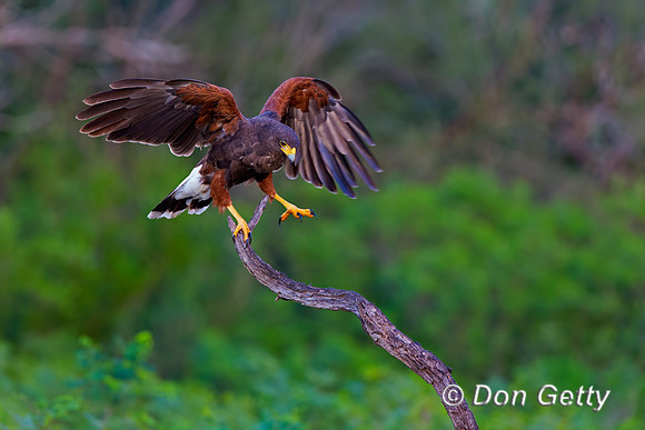 Harris Hawk
