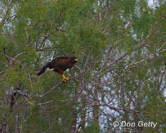 Harris Hawk