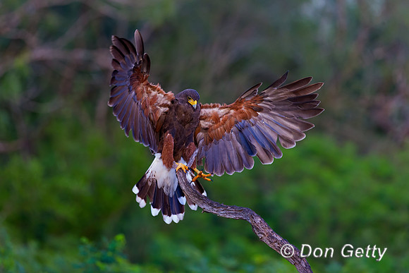 Harris Hawk
