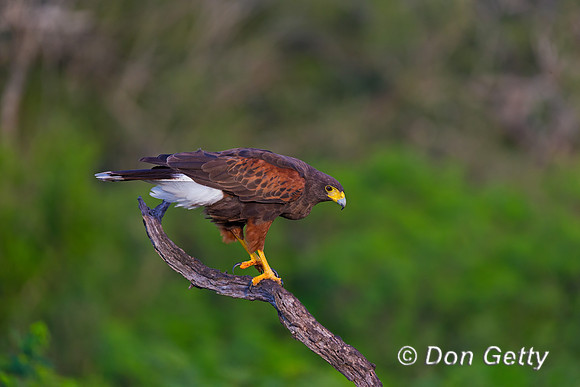 Harris Hawk