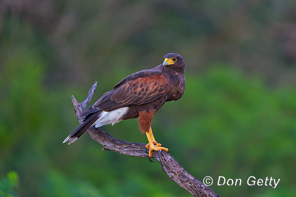 Harris Hawk