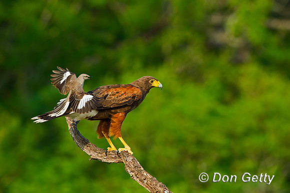Harris Hawk