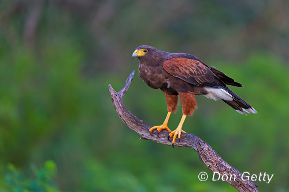 Harris Hawk