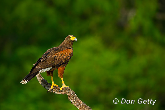 Harris Hawk