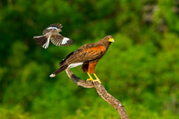 Hawk, Harris