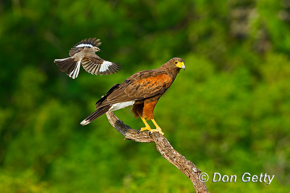 Harris Hawk