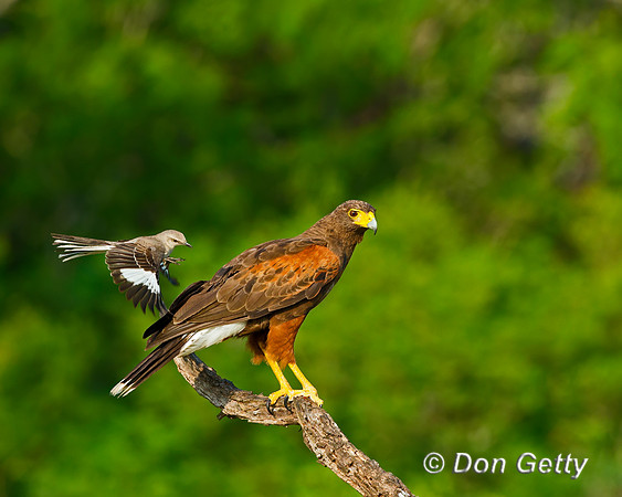Harris Hawk