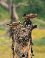 Red-tailed Hawk Nest