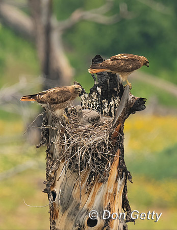 Red-tailed Hawk Nest