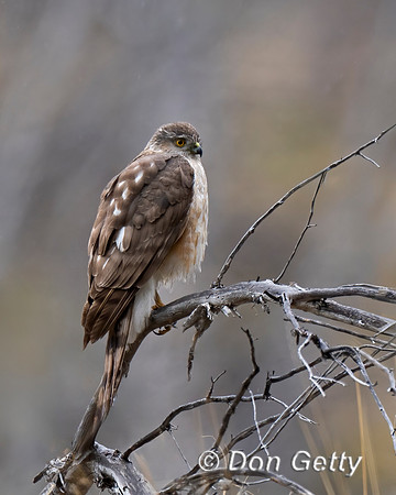 Sharp-shinned Hawk