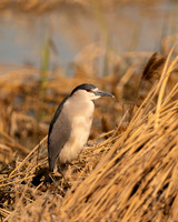 Black-crowned Night Heron