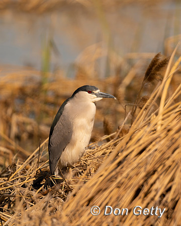 Black-crowned Night Heron