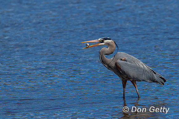 Great Blue Heron