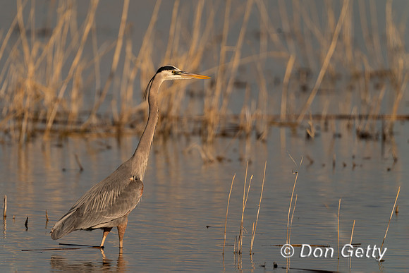 Great Blue Heron