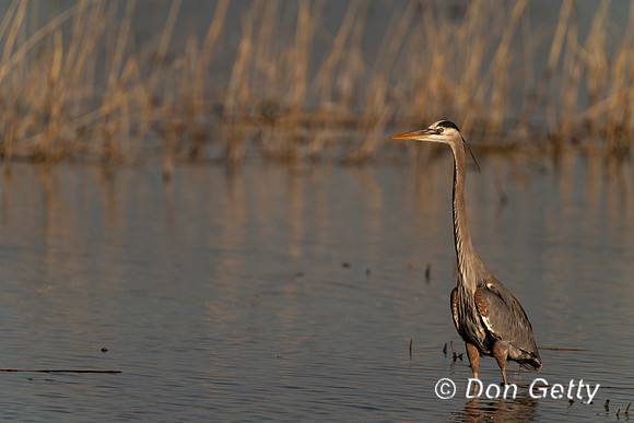 Great Blue Heron