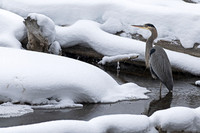 Great Blue Heron