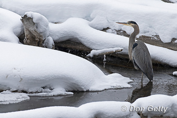 Great Blue Heron