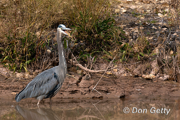 Great Blue Heron