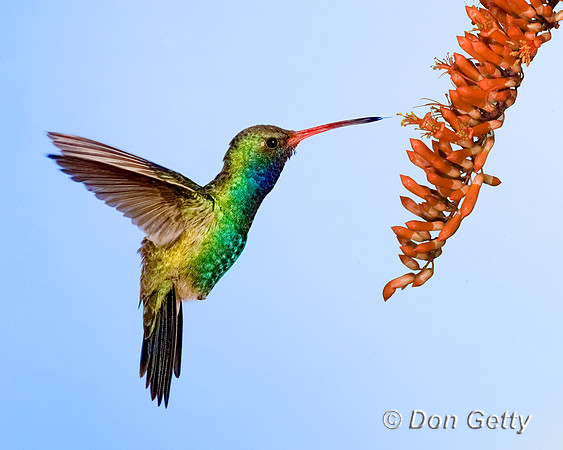 Broad-billed Hummingbird