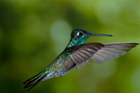Magnificent Hummingbird