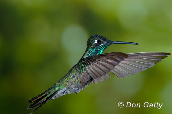 Magnificent Hummingbird
