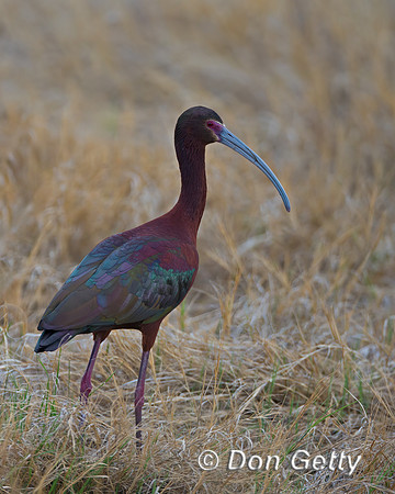 White-faced Ibis
