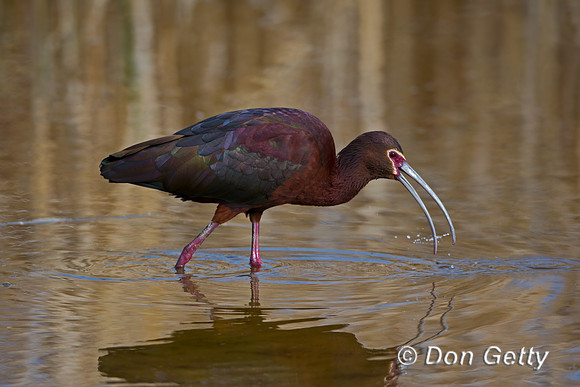 White-faced Ibis