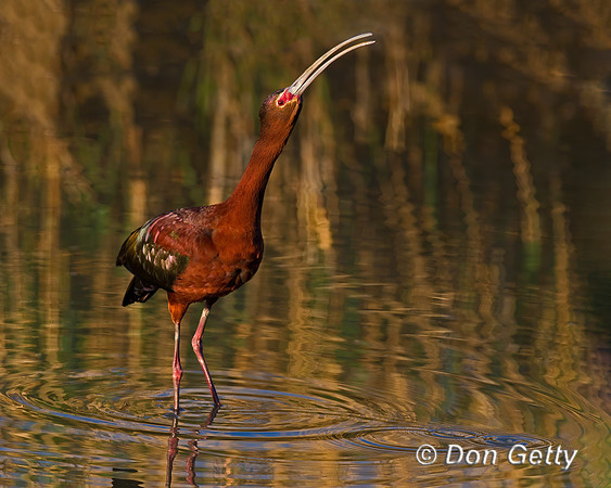 White-faced Ibis